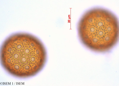 ISEM 1/Silene_gallica_29225/Silene_gallica_29225_0001(copy)_thumb.jpg